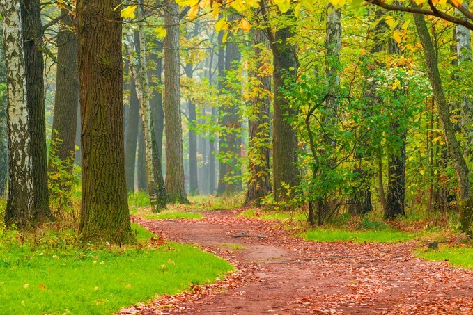 Path with fallen leaves in autumn park